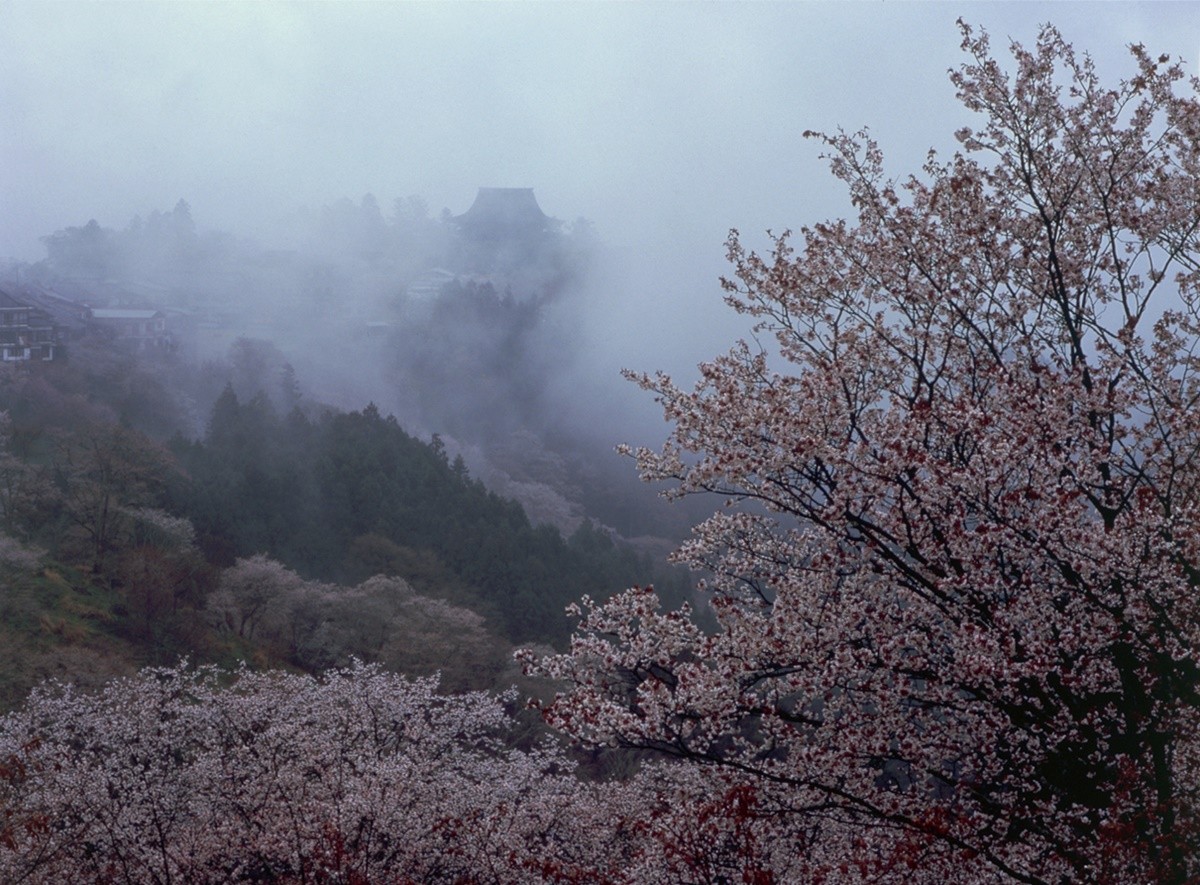 奈良吉野山：日本第一櫻花名勝