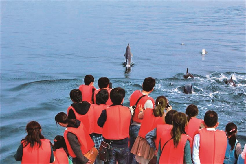 出港後約15分就可以遇見海豚的超人氣海上活動。通詞島海面常有野生的南半道海豚迴游，60分鐘的乘船時間內，可以盡情地和海豚互動。