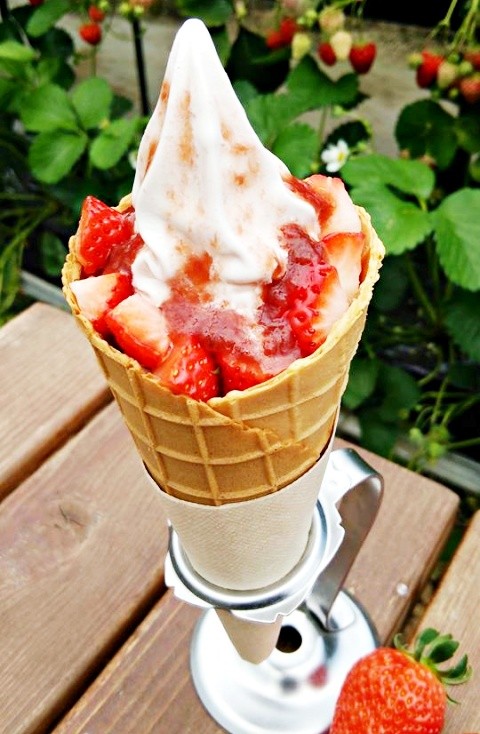 「YUKIMOTO園」是四國最有人氣的草莓園