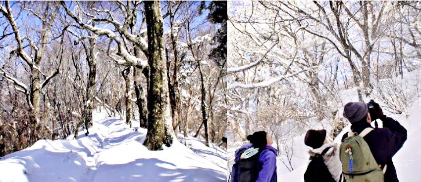四國也有樹冰！「西條自然學校」雪之森自然觀察會