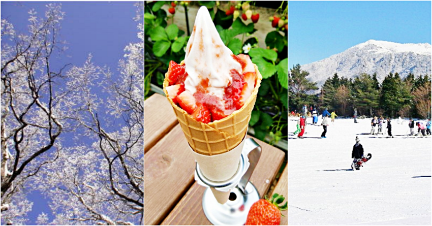 誰說四國不能滑雪、採草莓？享受冬日愛媛的5種方法