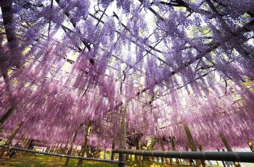 河内藤園