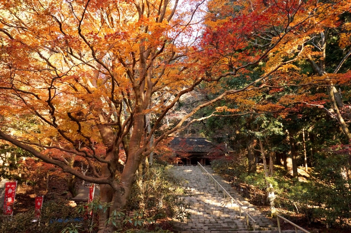 室生寺的季節性美景