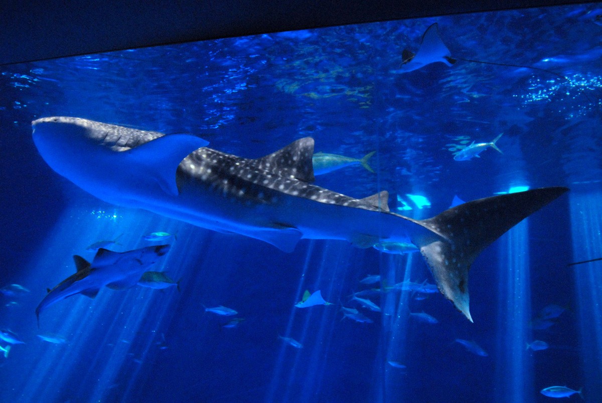 黑潮大水槽：展示世界上最大的魚類「鯨鯊」等魚類