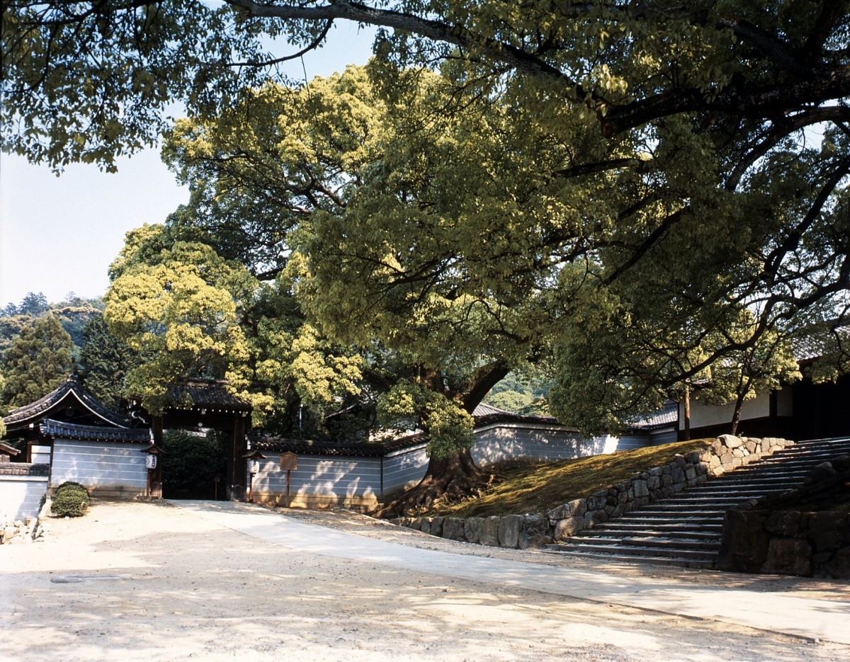 靜謐清幽的京都青蓮院