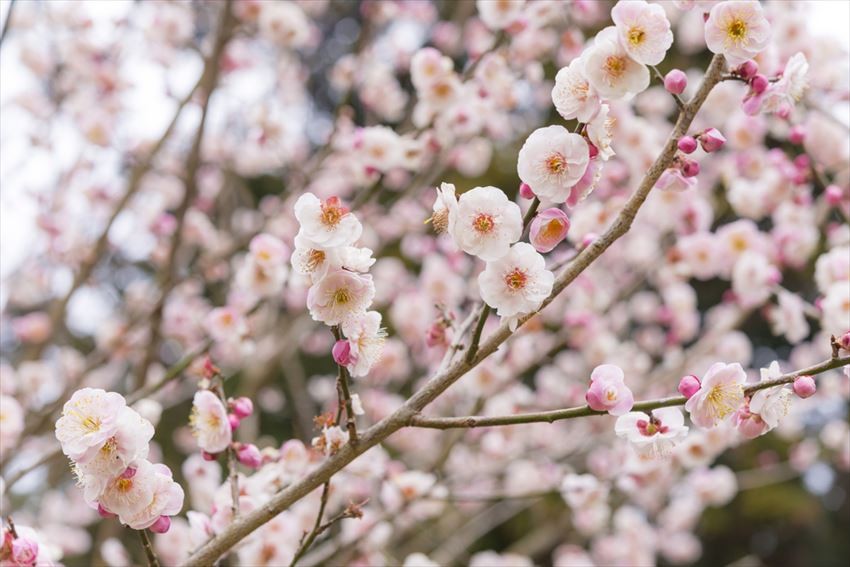 Admire Plum Blossoms at Shukkeien Garden in Winter