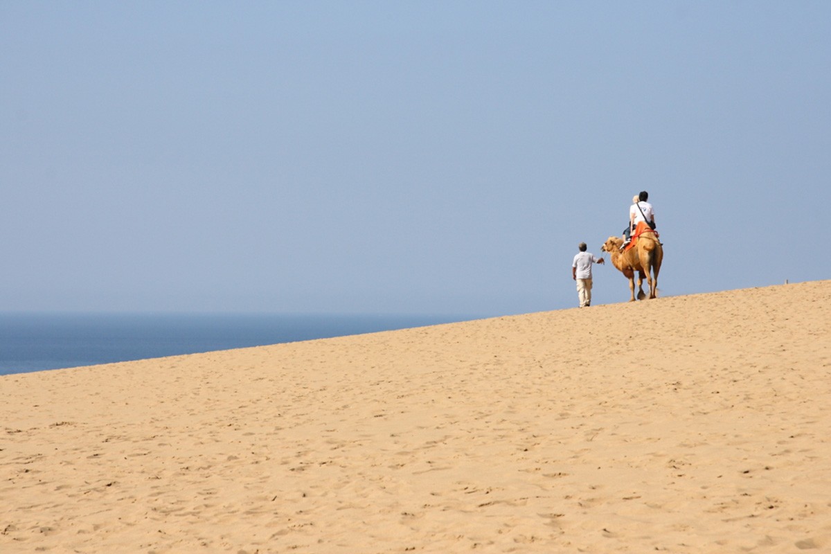 搭駱駝等鳥取砂丘的人氣活動