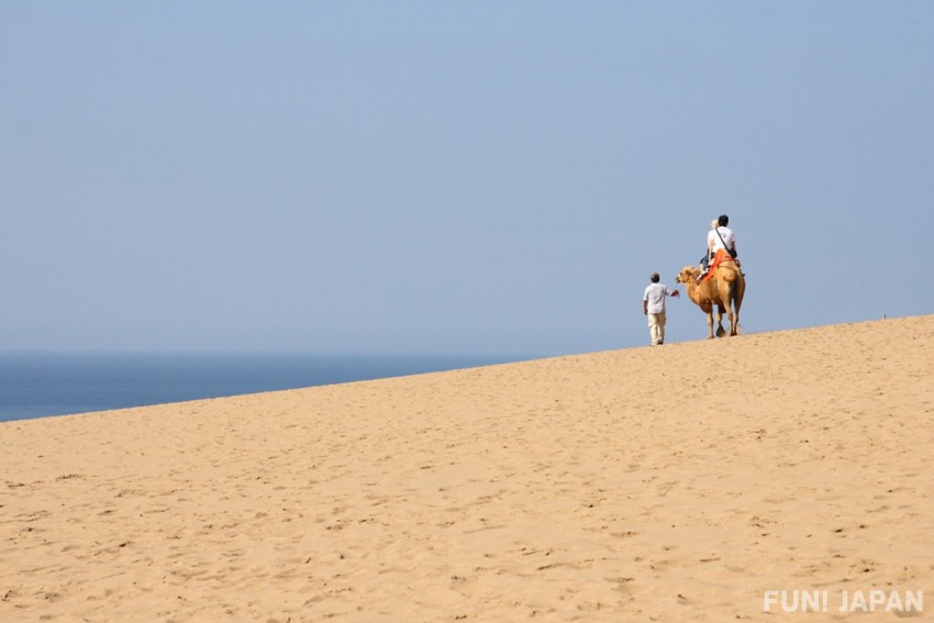 騎駱駝等鳥取砂丘熱門活動體驗