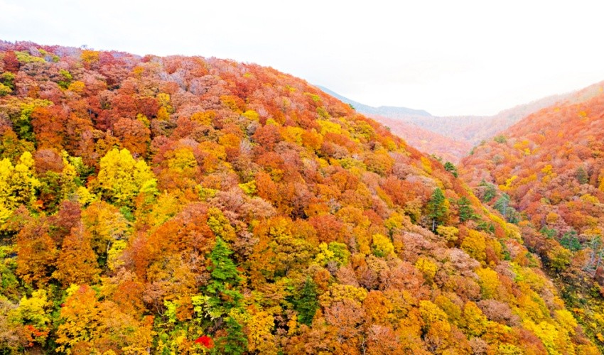 秋天一到，櫸木林將整片白神山地的山頭都上了色