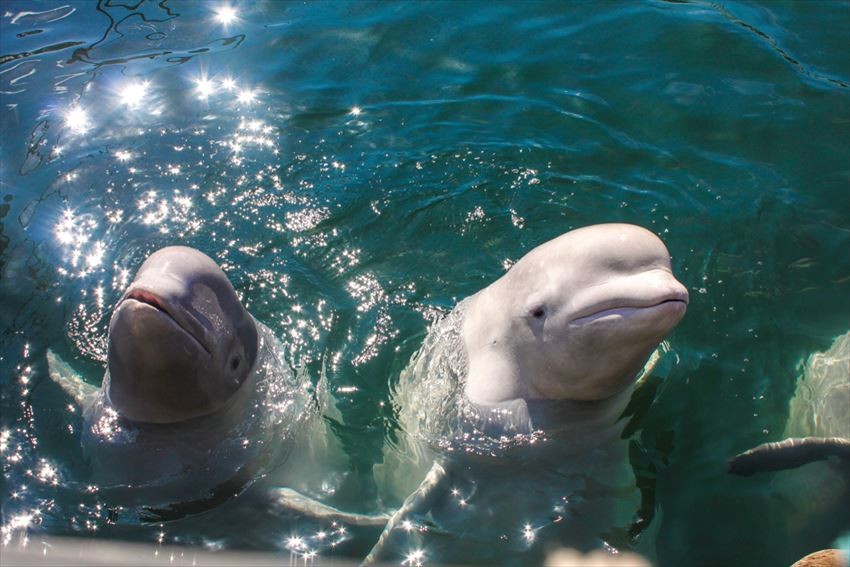 Marine Life-Lovers will Enjoy Miyajima Public Aquarium!