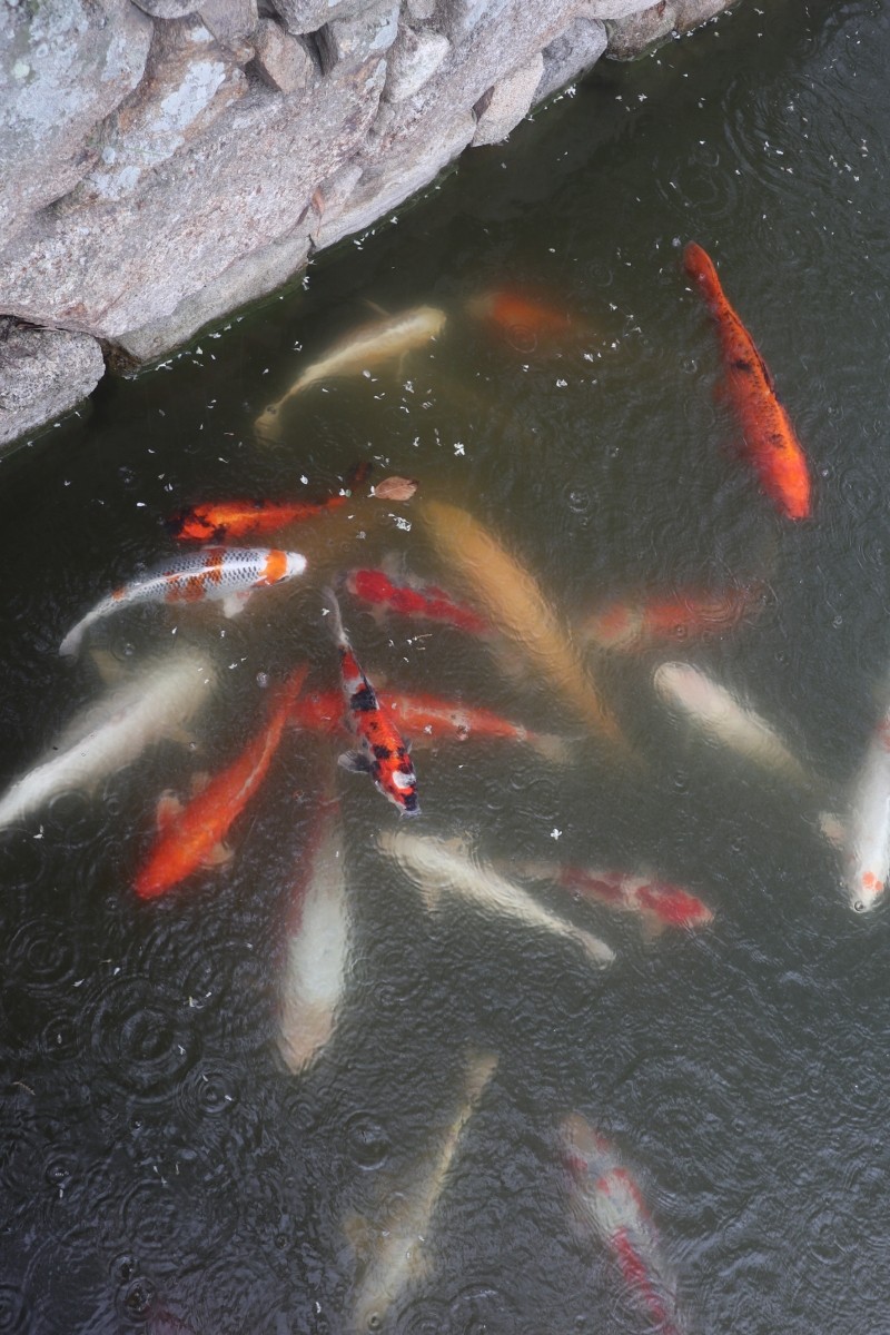鯉魚