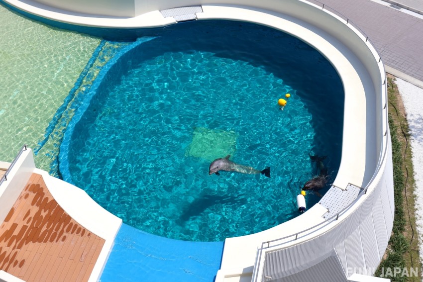 ドルフィンラグーン