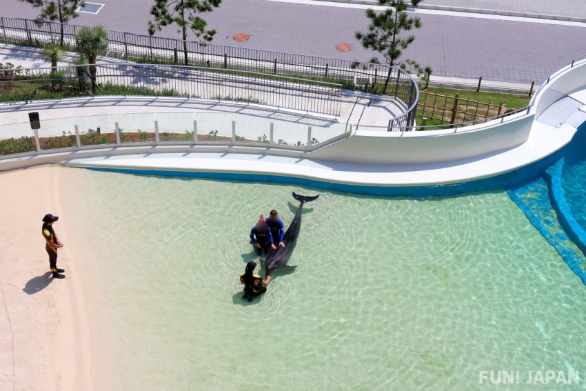 ドルフィンエクスペリエンス