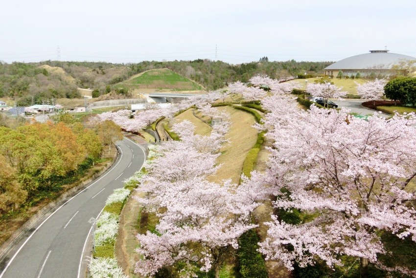 「匠台公園」，白色的雪柳、粉色的櫻花坐落在高台上，此起彼落、搖曳生姿。