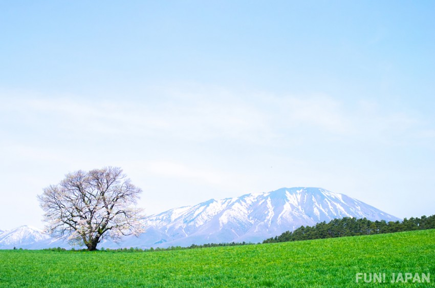 Iwate: The Largest Prefecture in the Tohoku Region of Japan