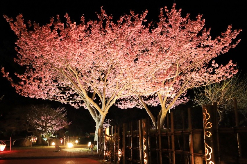 日本最早開的櫻花不是河津櫻，而是位於土肥的「土肥櫻」