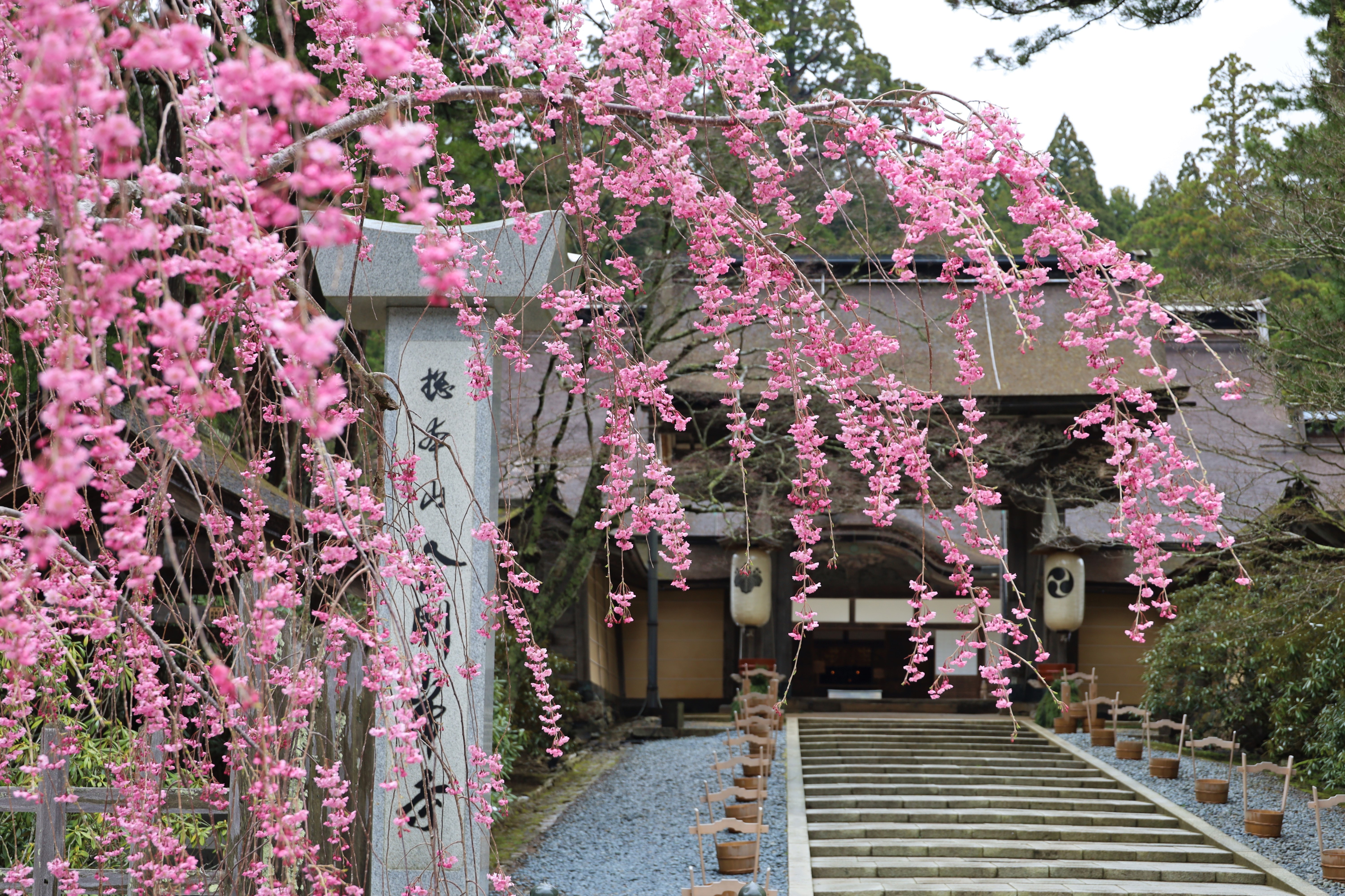 【ซากุระ x มรดกโลก】วัดโคยะซังคงโกบุจิ เพลิดเพลินกับการชมดอกซากุระ ณ สถานที่อายุ 1200 ปี (จังหวัดวาคายามะ)