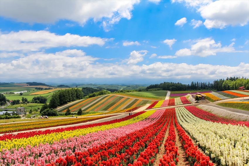 Cánh đồng hoa tuyệt đẹp tại Biei, Hokkaido 