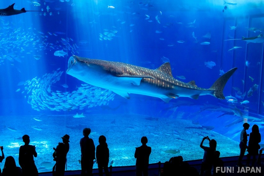 與巨大鯨鯊相遇 沖繩美麗海水族館 特色徹底解析