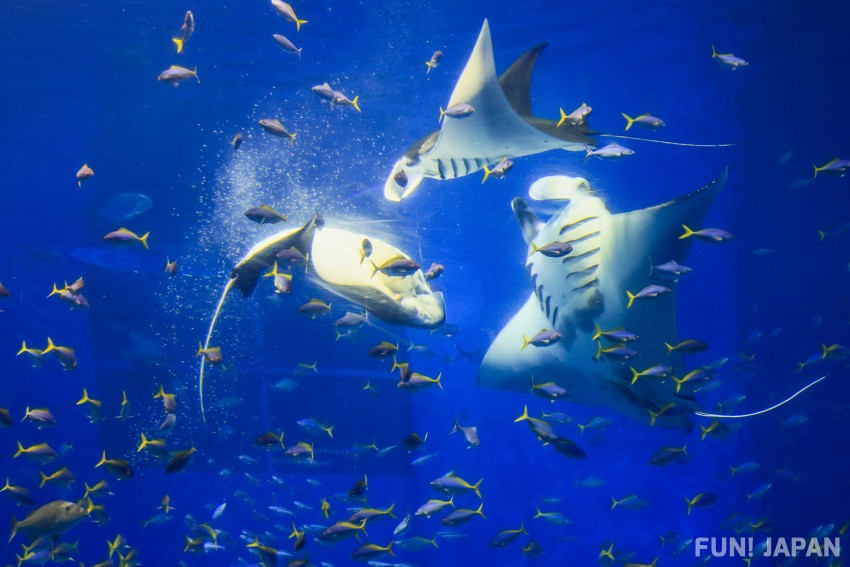 與巨大鯨鯊相遇 沖繩美麗海水族館 特色徹底解析