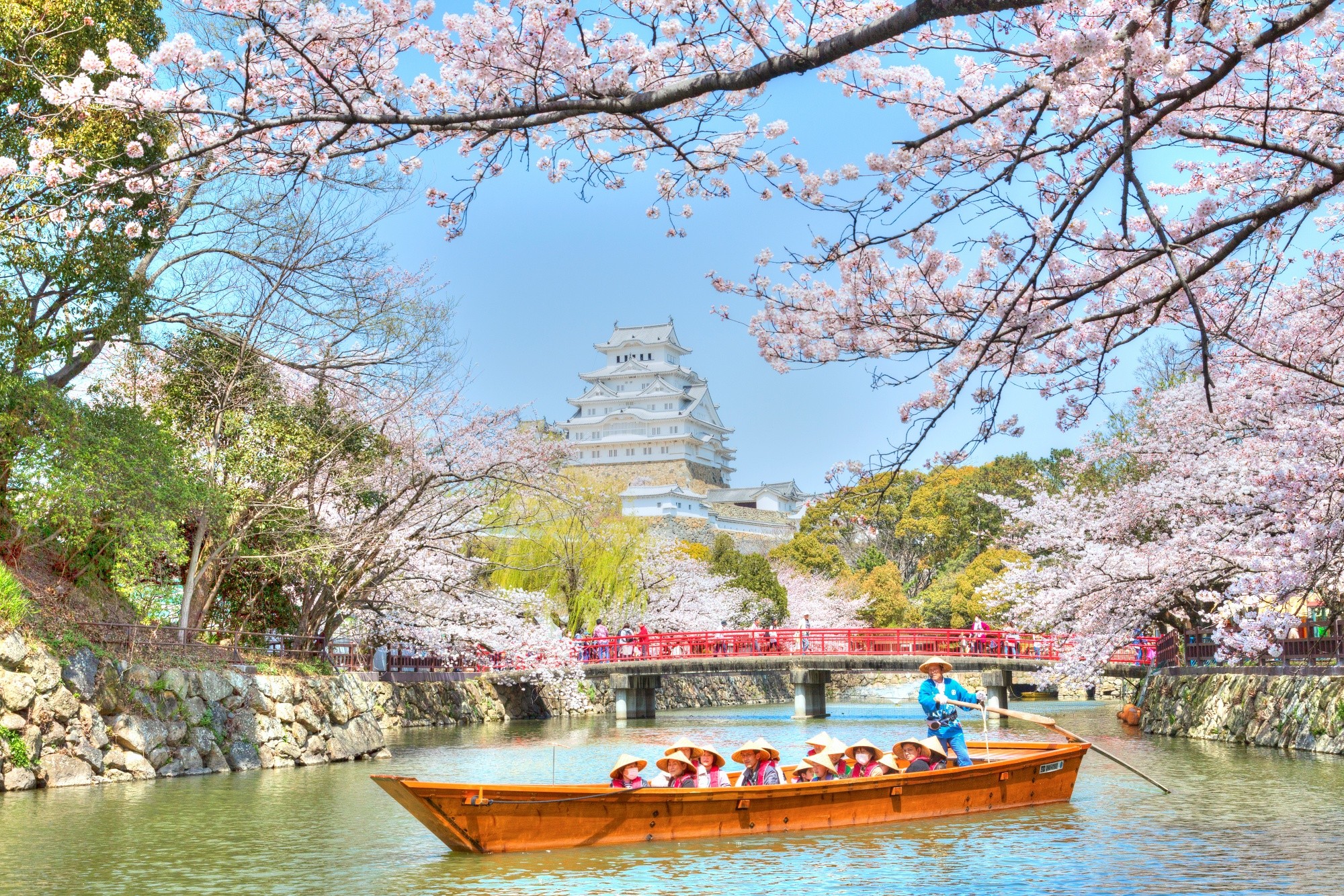 【ซากุระ x ปราสาท】ปราสาทฮิเมจิ ทิวทัศน์ญี่ปุ่นกับกำแพงปราสาทสีขาวและสีของซากุระ (จังหวัดเฮียวโกะ)