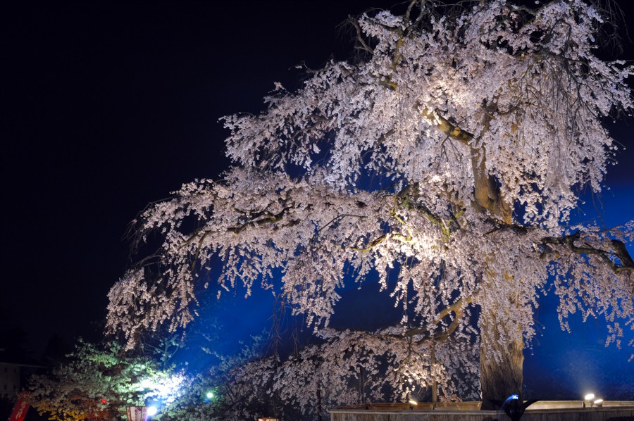 【ซากุระ x ไฟส่องสว่าง】สวนมารุยามะ ชมดอกซากุระยามค่ำคืนที่จุดชมดอกซากุระขึ้นชื่อที่สุดในเกียวโต (กรุงเกียวโต)
