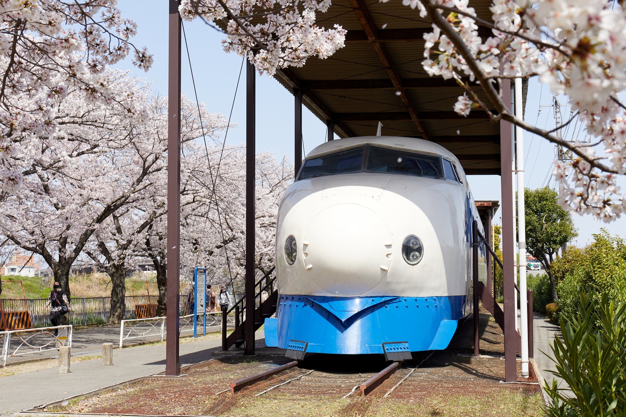 【ซากุระ x รถไฟ】สวนชินคันเซ็น ที่หายากในญี่ปุ่น! ชมดอกซากุระไปพร้อมรถไฟชินคันเซ็น (กรุงโอซาก้า)