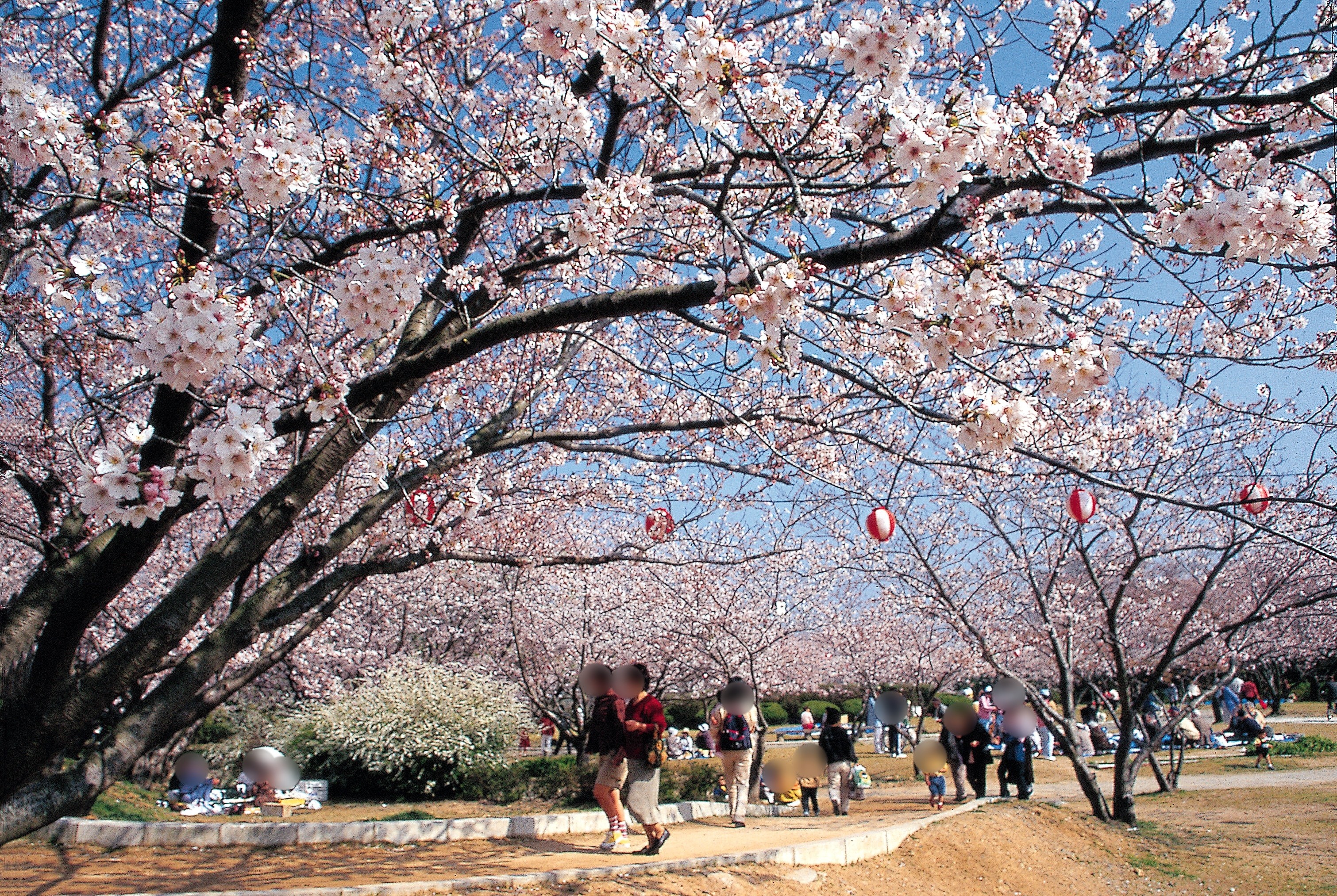 A famous place for cherry blossom viewing? Of course there is