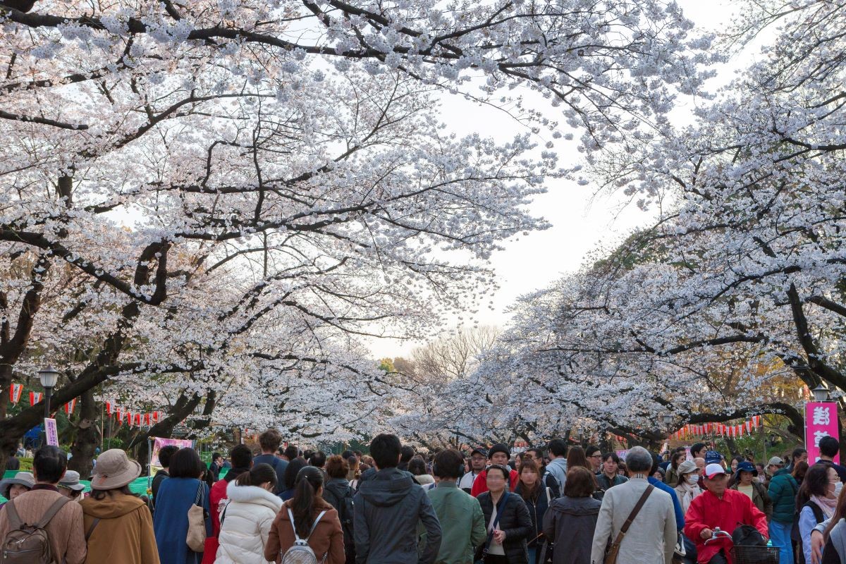 東京 春 上野恩賜公園 お花見