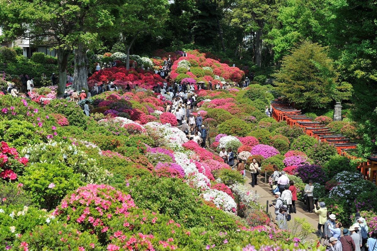 Festival Azalea di Kuil Nezu