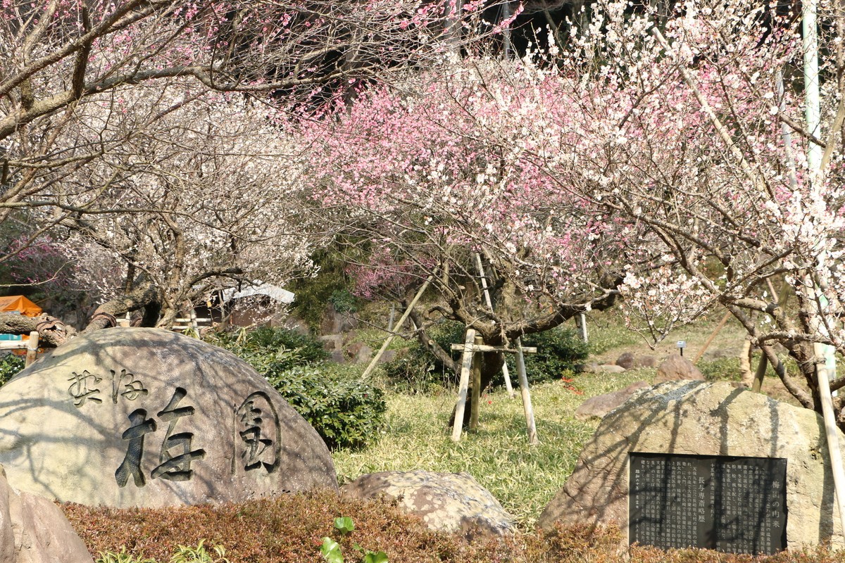 【静岡県】熱海梅園