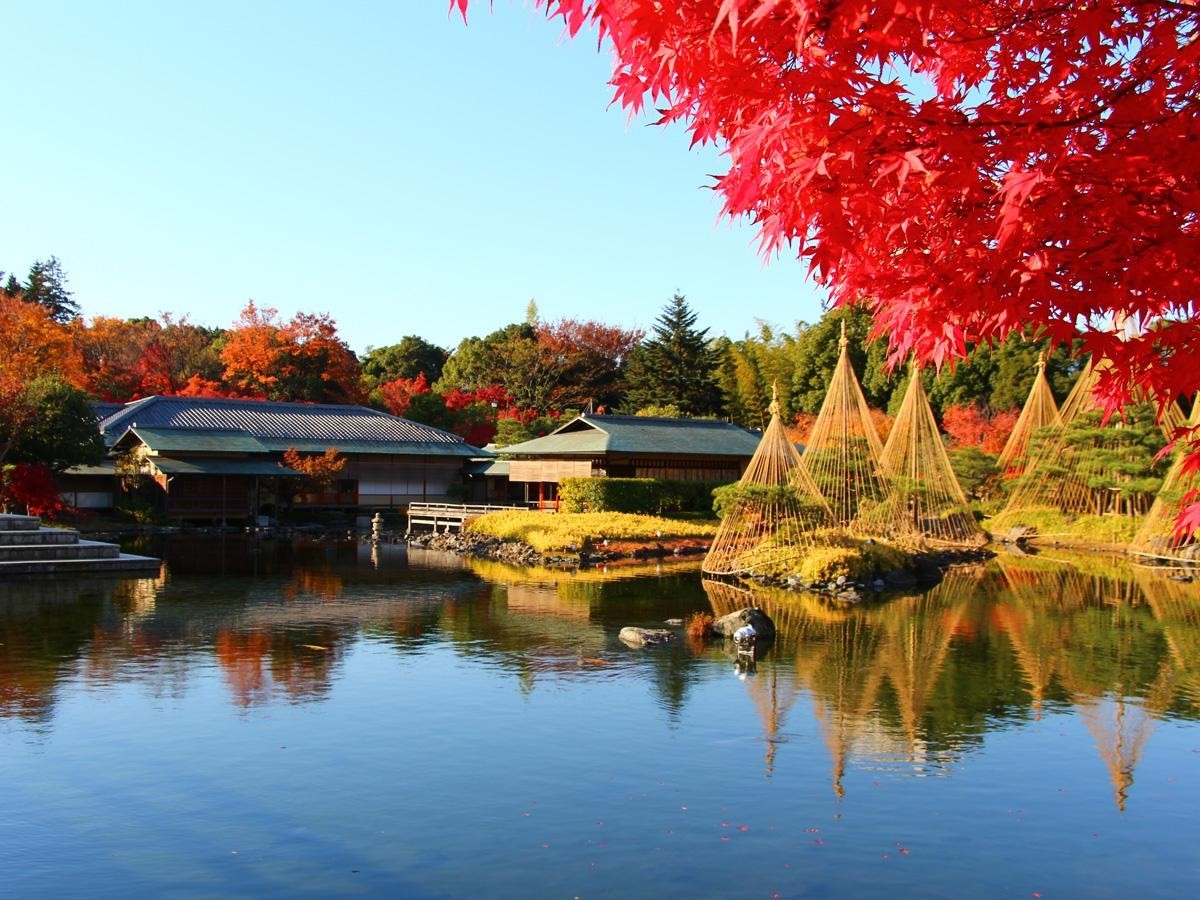 紅葉 白鳥庭園 愛知縣