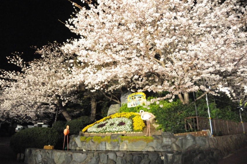 一年只有三天！神戶市立王子動物園「穿越夜櫻」點燈活動