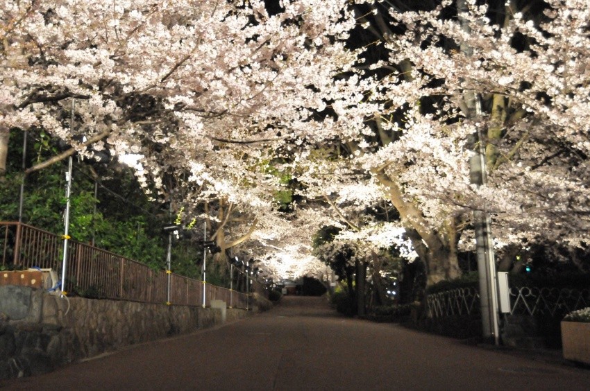 一年只有三天！神戶市立王子動物園「穿越夜櫻」點燈活動