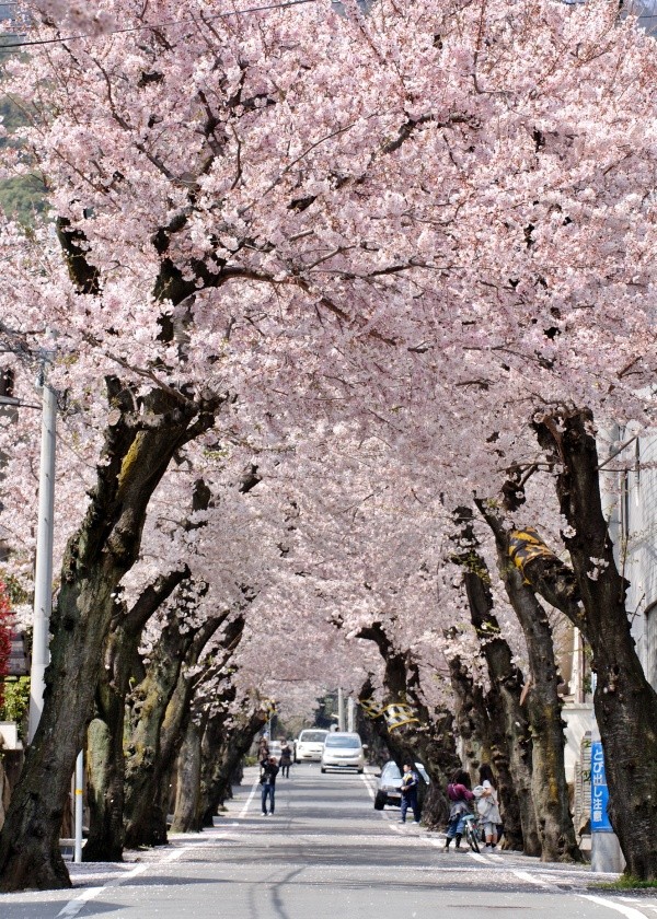 神戶市灘區高尾通兩旁盛開的「櫻花隧道」
