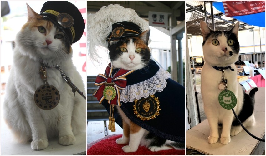 たま駅長物語。日本一有名な猫の駅長はどうして誕生した？