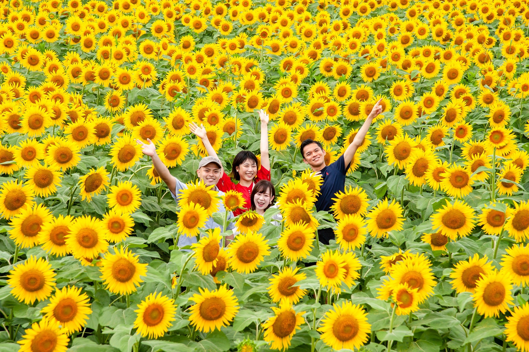 夏日風物詩！約50萬棵向日葵熱情綻放，打造出一片金黃色的夏日絕景「津南向日葵廣場」
