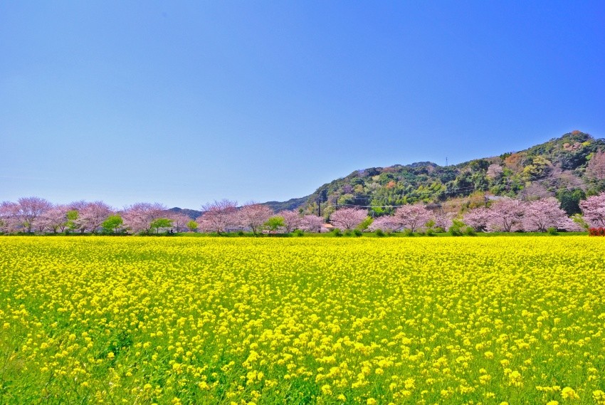 每年2月中旬左右，在南伊豆町可以欣賞以河津櫻與油菜花田。