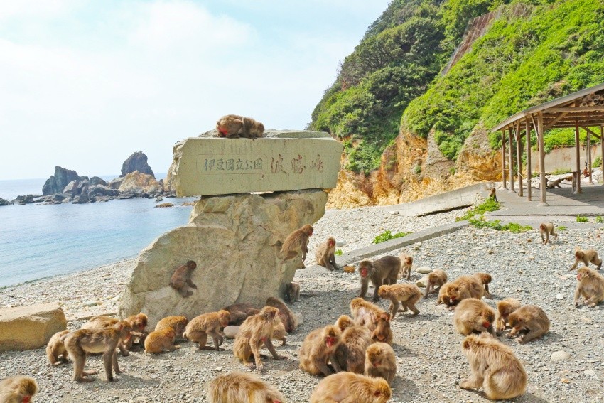 海邊的猴子樂園「波勝崎猴子海灘」，日本猿的動作表情逗趣可愛，一舉一動無不吸引遊客目光。