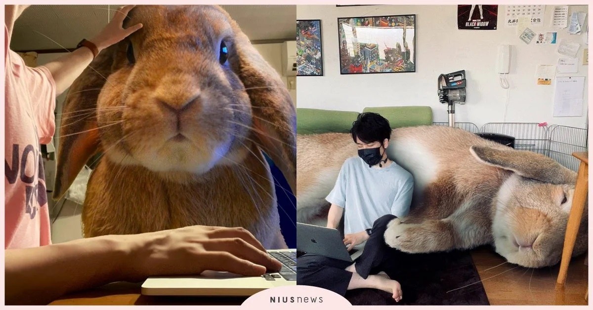 進擊的巨兔擠爆客廳！日本居家辦公「超大型兔子」萌翻天
