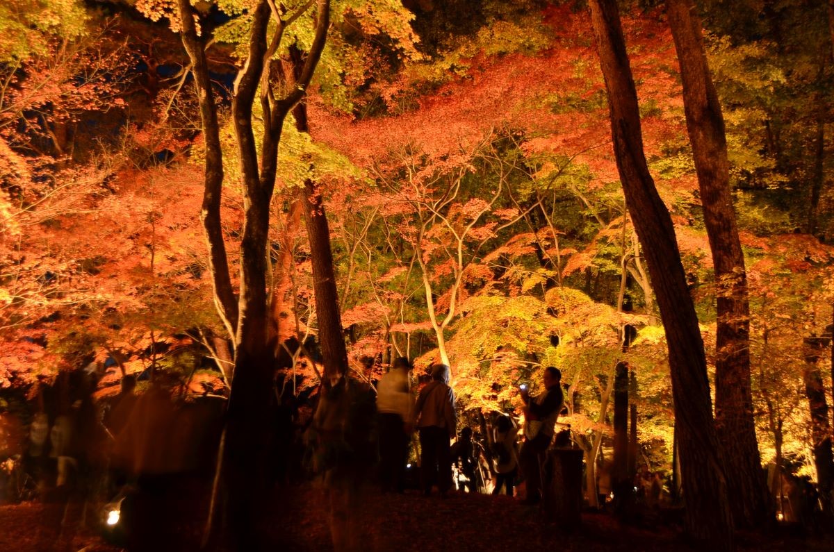 Lá đỏ, Saitama, công viên Momiji Tsukinoishi.