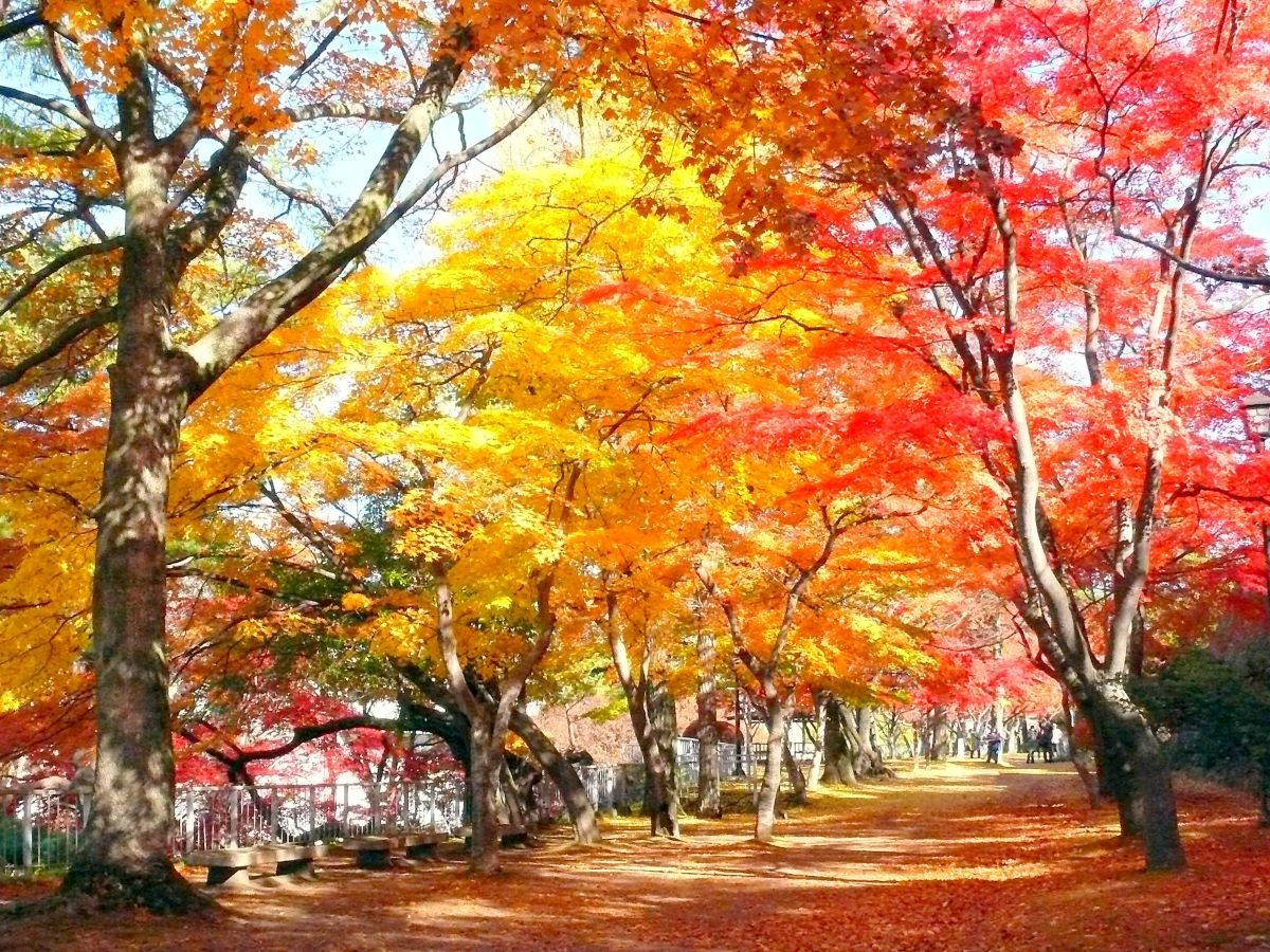 紅葉 盛岡城跡公園 岩手縣