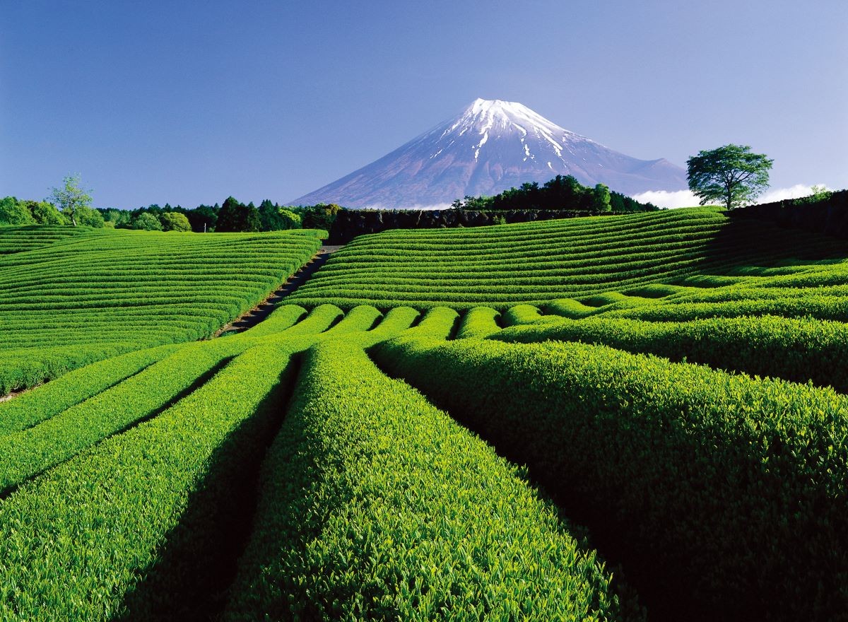 春 新茶 富士山 静岡県