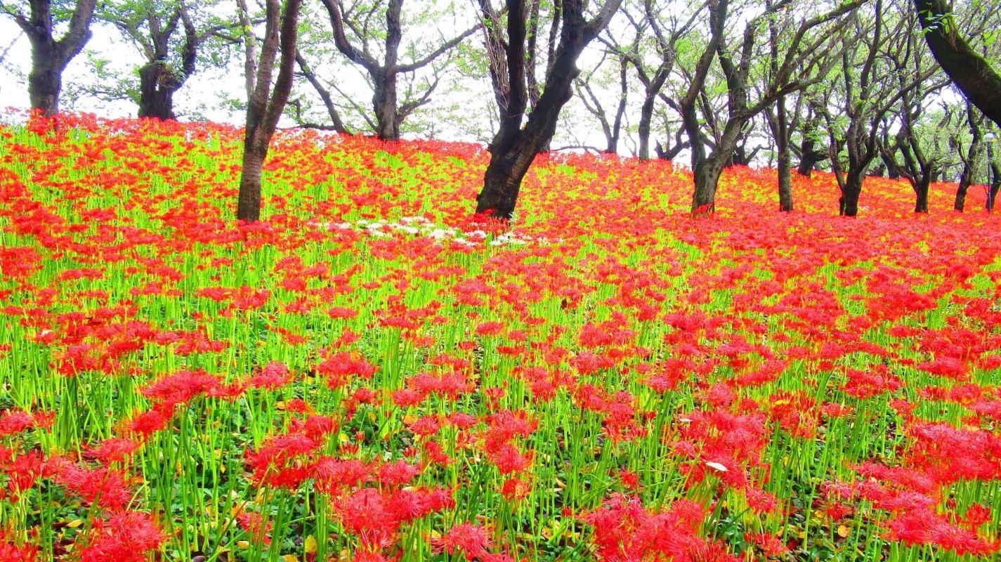 曼珠沙華 秋 權現堂公園 埼玉縣