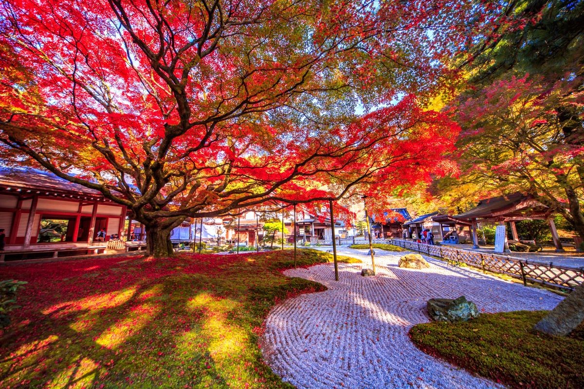 Momiji Kuil Raizan Sennyo-ji Daihyoin Fukuoka