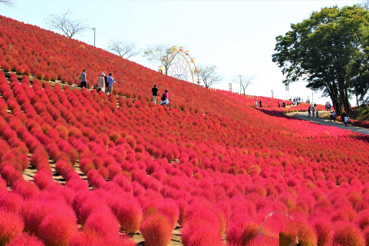 東京ドイツ村 千葉県