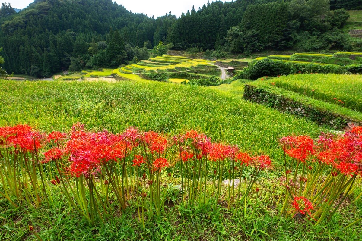 Teras Sawah Tsuzura Prefektur Fukuoka