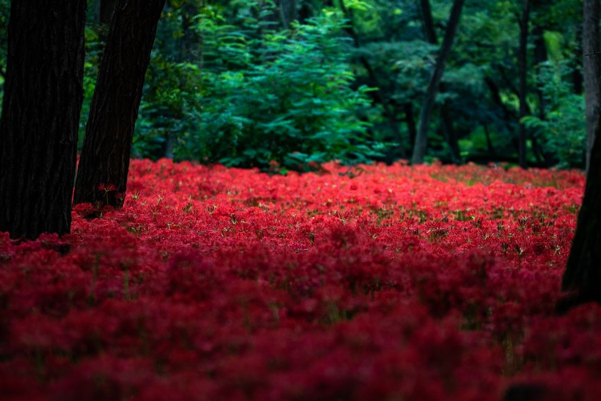 巾著田曼珠沙華公園 埼玉縣