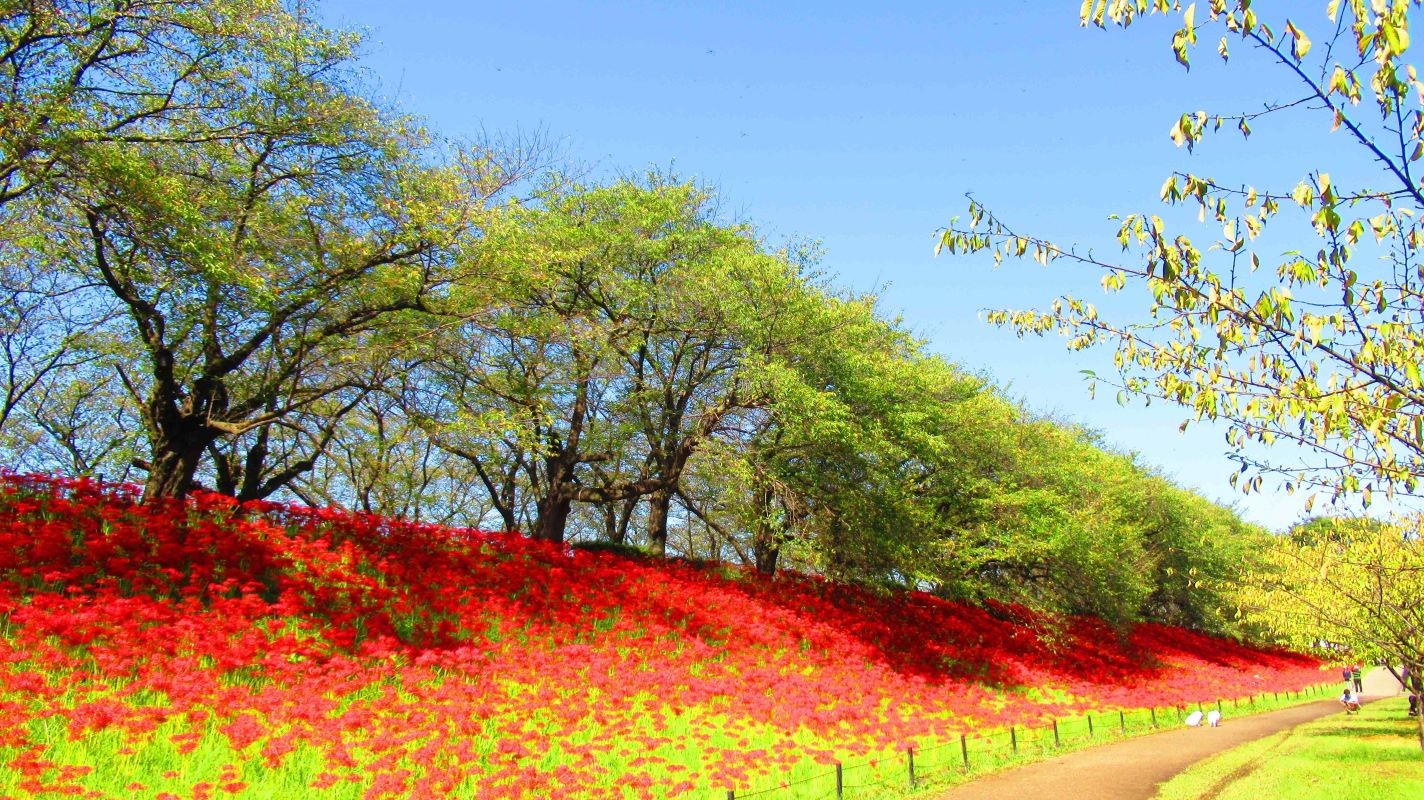 曼珠沙華 秋 權現堂公園 埼玉縣