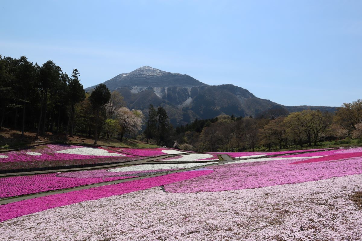 春 埼玉県 芝桜